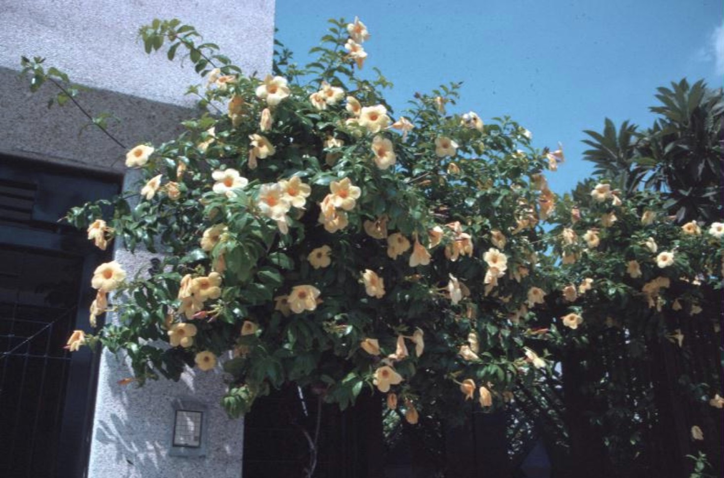 Allamanda cathartica